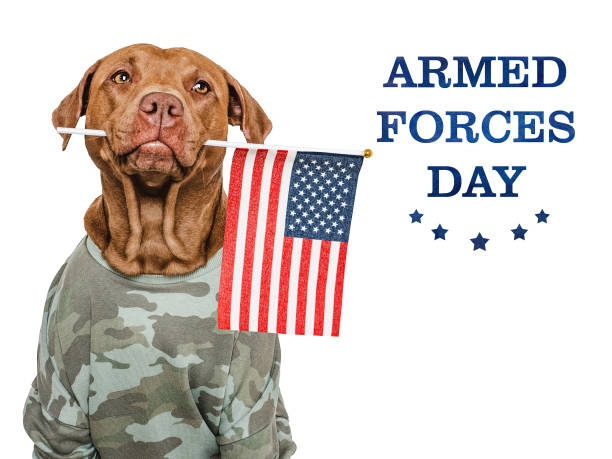 istock Armed Forces Day. Charming dog and congratulatory inscription 2150710855
