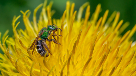 An agapostemon virescens gathers pollen from a  yellow star-thistle flowers in autumn.