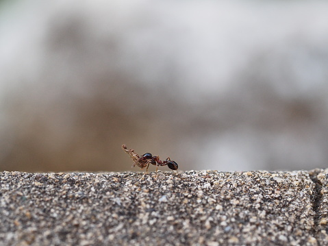 To be an ant