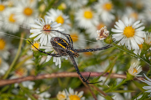 A Three-banded Argiope quietly waits for prey in its web.