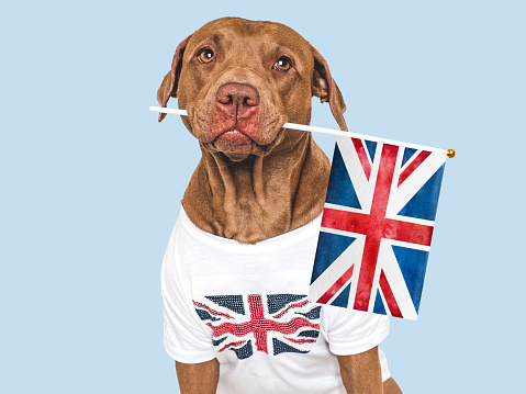 Lovable, pretty dog and British Flag. Closeup, indoors. Studio shot. Congratulations for family, loved ones, relatives, friends and colleagues. Pets care concept
