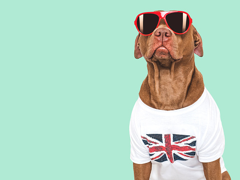 Lovable, pretty dog, British Flag and sunglasses. Closeup, indoors. Studio shot. Congratulations for family, loved ones, relatives, friends and colleagues. Pets care concept