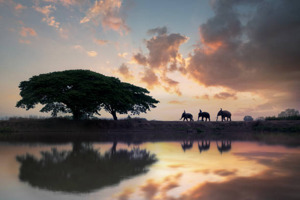 Silhouette elephants with mahouts walking in the rice fields after harvest season during sunrise in the morning at the elephant village Surin Thailand.