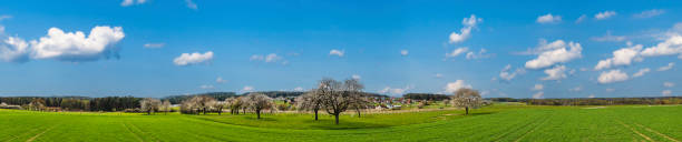 Cherry blossom in Upper Franconia