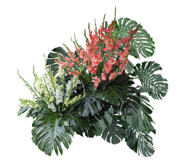 istock Tropical plant monstera bush flower tree isolated on white background with clipping path. 2150713582