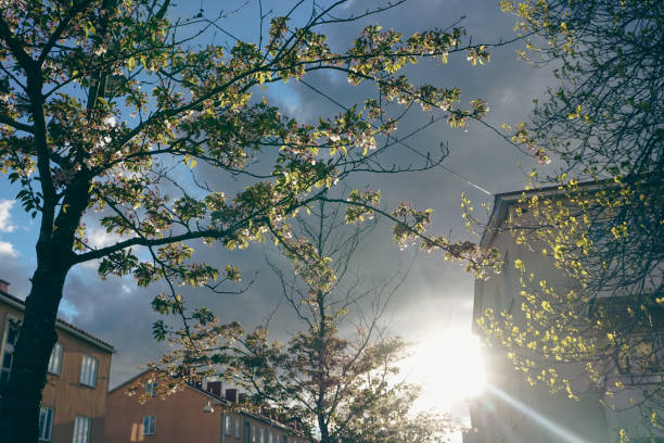 Low angle view of trees in the city