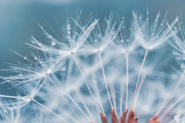 istock Beautiful dandelion flower seed in springtime 2150713892