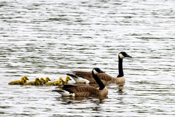 istock Geese and their babies swimming 2150714115