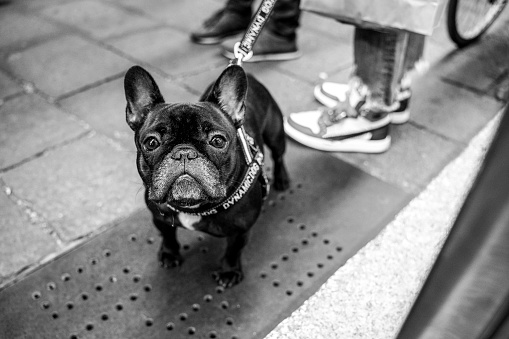 A black French bulldog with expressive eyes captivates in this monochrome street portrait, conveying the essence of urban pet life. Its alert gaze reflects a canine's perspective of city bustle.