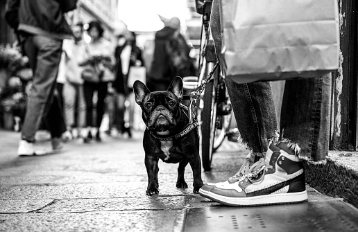 A stylish French bulldog waits patiently on a bustling urban street, encapsulating city chic in a dog's life. Sharp contrasts define this black and white snapshot of street style.