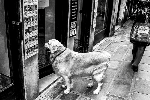 A Golden Retriever waits outside a city eatery, a silent plea for a shared meal in his eyes. The essence of waiting captured in black and white - Loyal companion