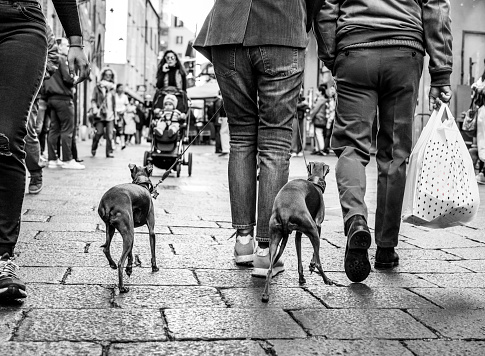 italian greyhounds stride alongside their owner, their elegant silhouettes a sharp contrast to the bustling city backdrop. In monochrome, every detail of their graceful presence is accentuated