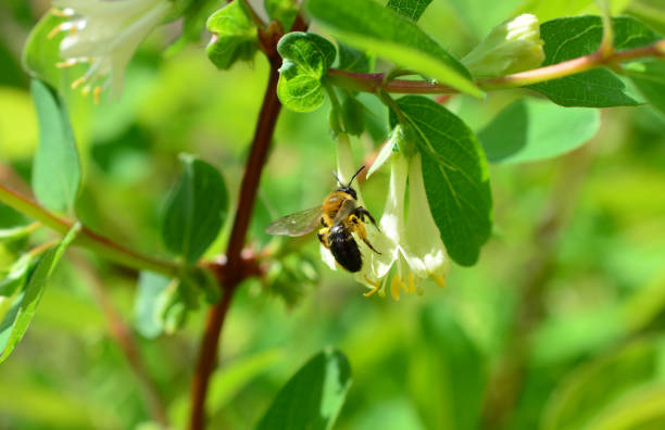 istock a bee is flying through a green leafy plant close up 2150717108
