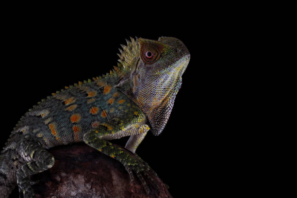 istock Forest dragon lizard on a branch, Gonocephalus chamaeleontinus 2150717340