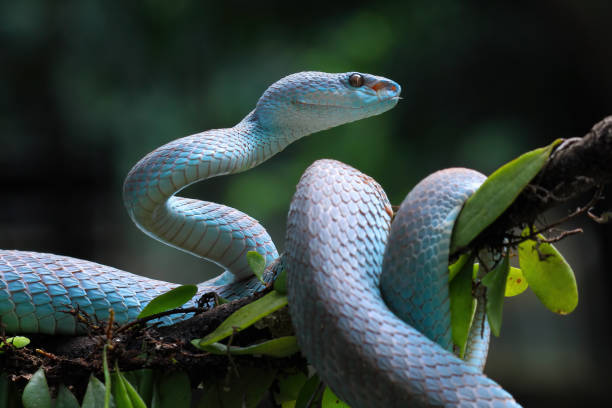 istock Blue viper snake insularis, trimeresurus Insularis 2150717342