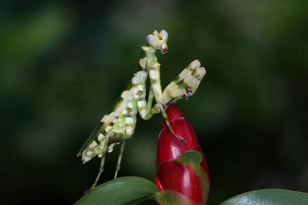 istock Banded flower mantis on a leaves 2150717380