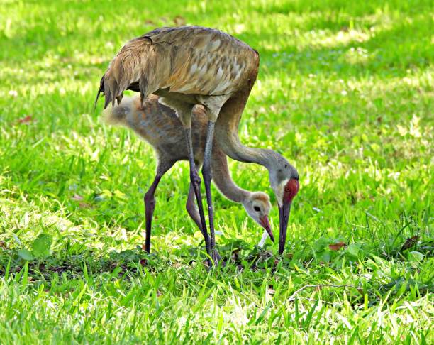 istock Sandhill Cranes (Grus Canadensis) - foraging with Colt 2150720389