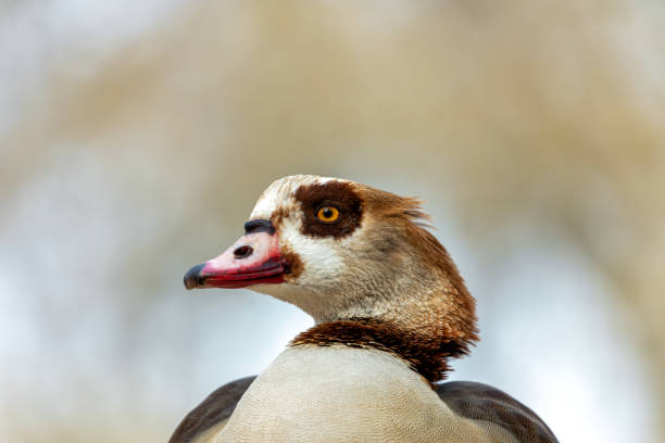 Elegant goose with rich brown body, white belly & distinctive knob on orange beak. Grazes on plants in parks worldwide, once revered in the Nile Valley.