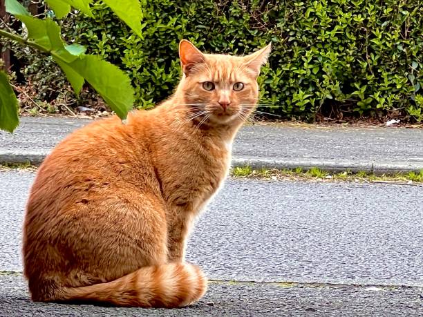 istock A ginger cat sitting on a pavement looking at the camera 2150722982