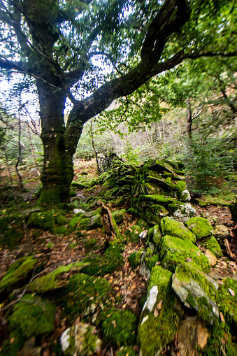 The Ancient Atlantic Oakwoods of Eryri are known as Celtic Woods, and are a very rare habitat consisting of Oak, ash, Rowan and Hazel trees, and are found exclusively along the high Rainfall western shores of the British Isles.