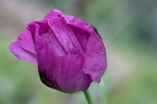 Opium poppy flower, in latin papaver somniferum, purple colored flowering poppy is grown in Turkiye