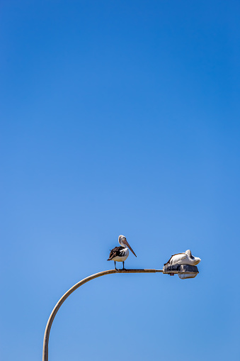 Two Pelicans Sitting on Street Lamp in Front of Blue Sky, The Entrance, Australia.