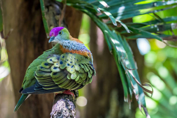 istock Mariana Fruit Dove Sitting on a Branch, Ptilinopus roseicapilla 2150724866