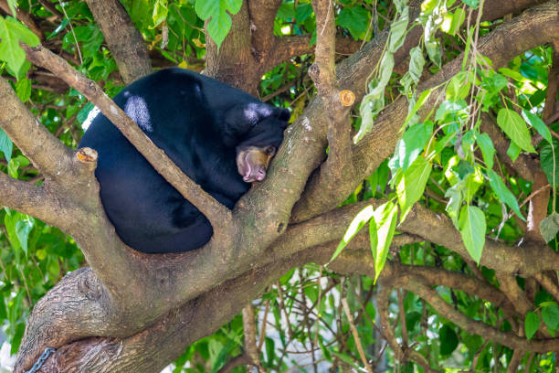 istock Malayan Sun Bear rolled-up sleeping in Treetop, Helarctos malayanus 2150724889