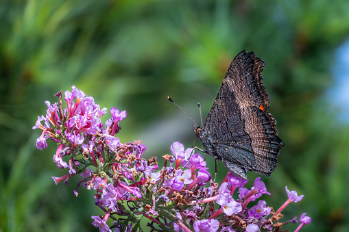 A Fire-rim Tortoiseshell butterfly, gathers pollen from a summer lilac flowers in autumn.