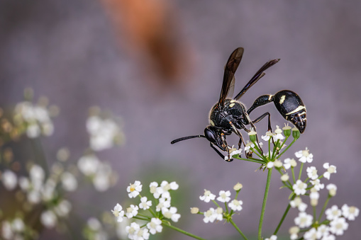 A Fraternal Potter Wasp pollinates an Torilis flower in autumn.