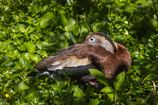 Black-bellied Whistling-Duck in the amazing reserve of Green Cay wetlands in Florida.