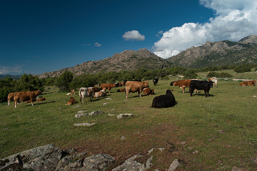 cow animal in mountain landscape on a sunny beautiful day
