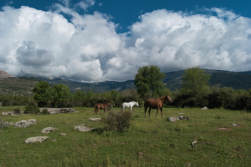 horse animal in spanish mountains sunny spring landscape