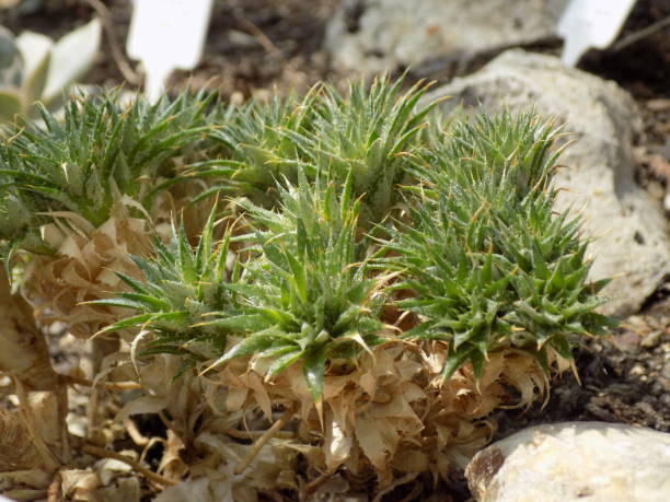 istock Houseleek as a decorative plant 2150725084