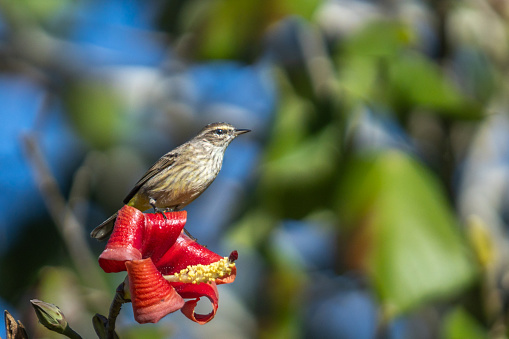 A Palm Warbler in the magnificent natural reserve of Matanzaz in Cuba.