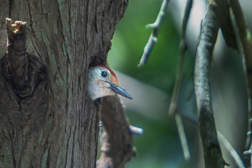 The Red-bellied Woodpecker, nesting in the amazing reserve of Wakodahatchee Wetlands in Florida.