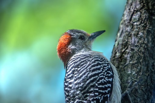 The Red-bellied Woodpecker,  in the amazing reserve of Wakodahatchee Wetlands in Florida