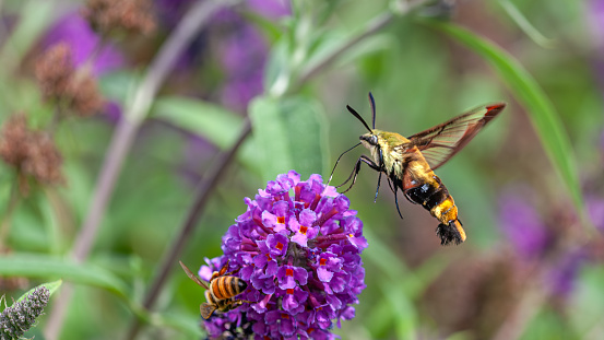 A snowberry clearwing, gathers pollen from a summer lilac flowers in autumn.