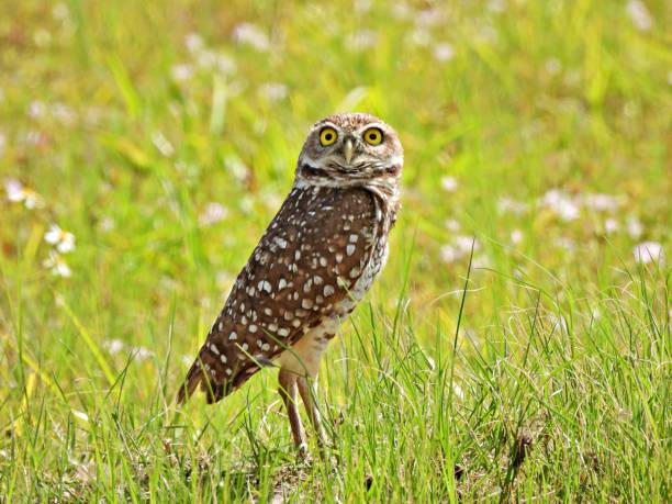 istock Burrowing Owl (Athene cunicularia) - resting in the high grass 2150725402