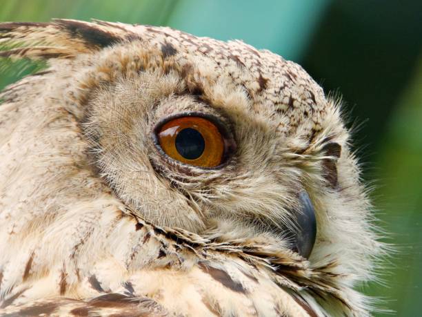 Bird of prey