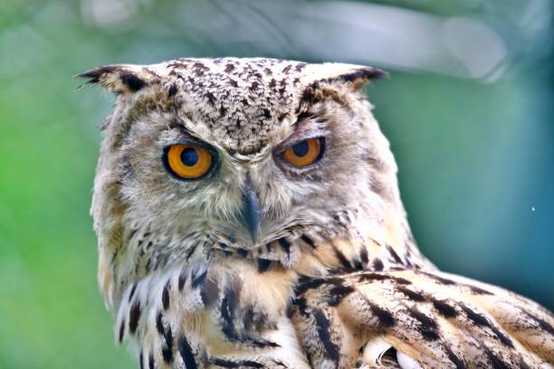 Bird of prey