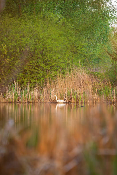 istock White great egret on the lake from far distance 2150725746