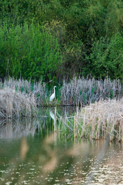 istock White great egret on the lake from far distance 2150725749