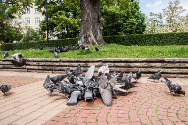 istock Flock of pigeons closeup 2150725814