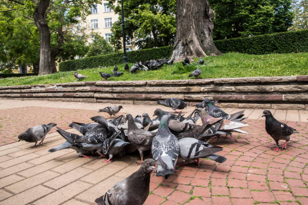 Flock of pigeons closeup