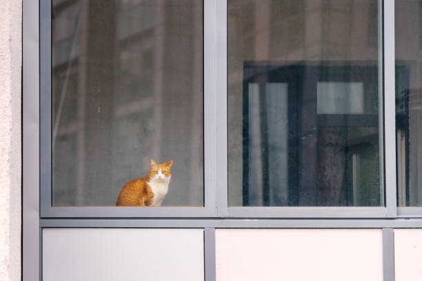A red-haired cat looks through a dirty glass