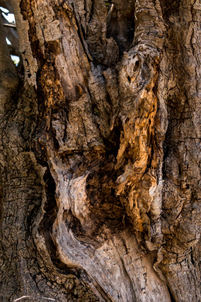 close-up of bark of an old olive tree in mediterranean region