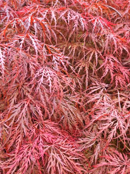 istock Acer palmatum dissectum 2150726824