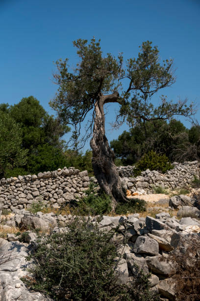 istock Single old olive tree behind an old wall made from limestone rocks 2150726961