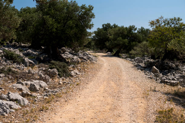 istock Ground road through an old olive groove 2150727322